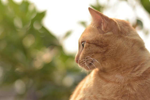 Ginger Cats