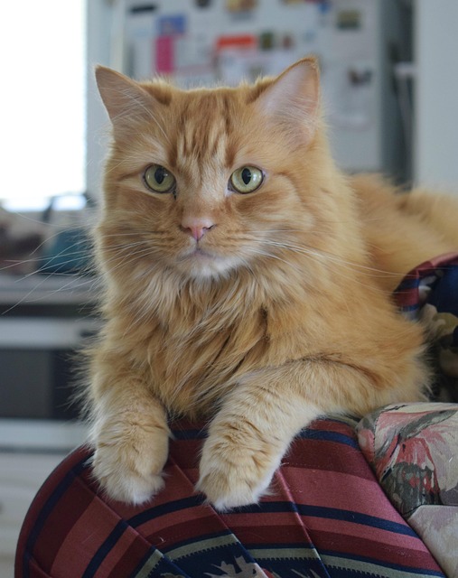 Ginger Cats