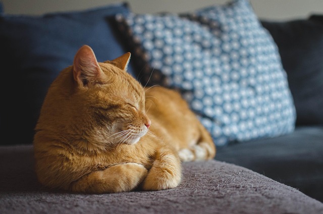 Ginger Cats