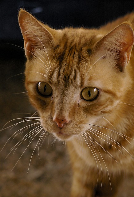 Ginger Cats