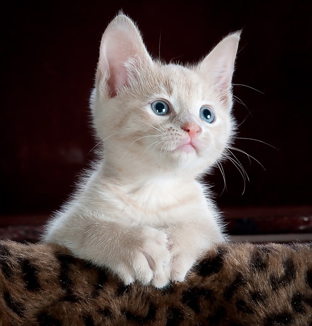 Ginger Cats