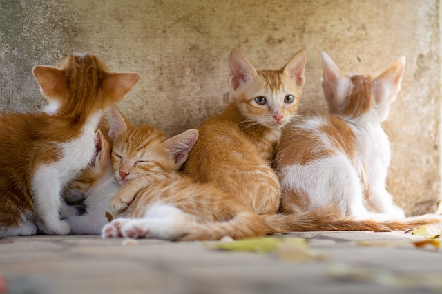 Ginger Cats