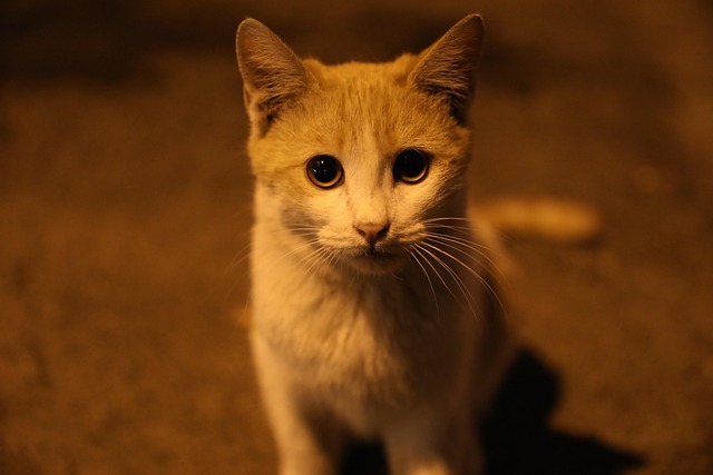 Ginger Cats