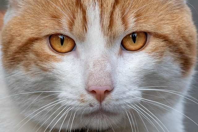 Ginger Cats