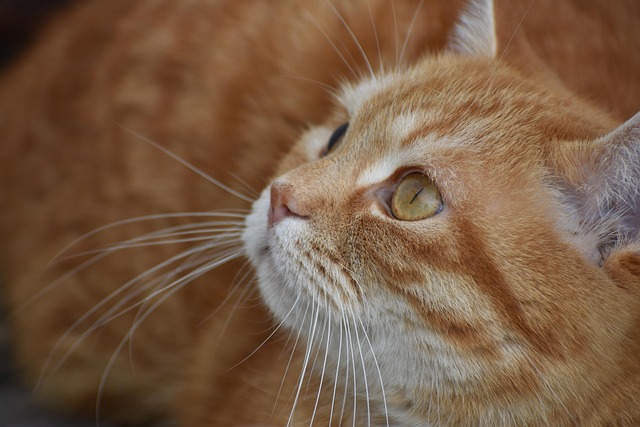 Ginger Cats
