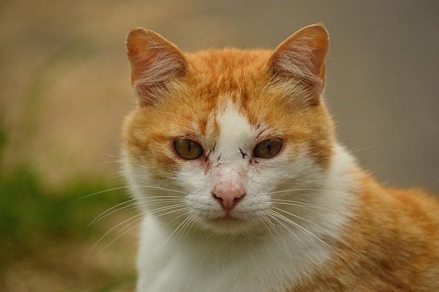 Ginger Cats