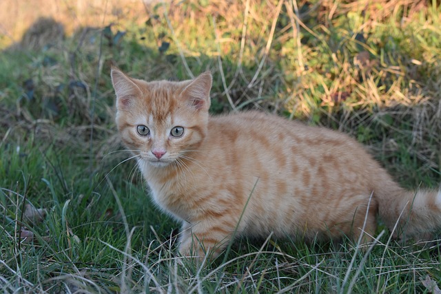 Ginger Kittens