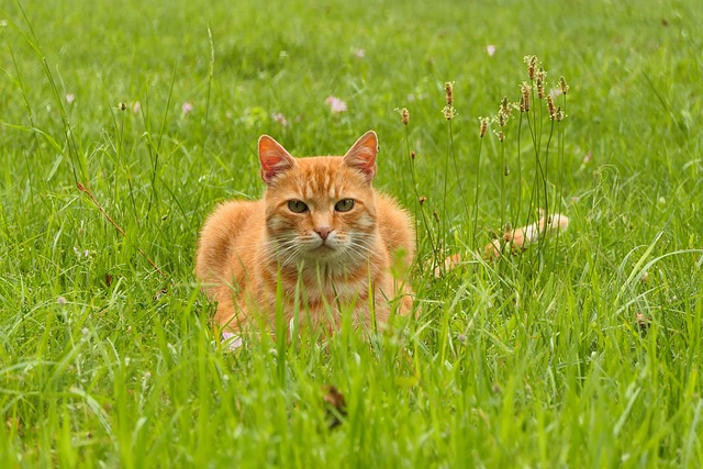 Ginger Kittens