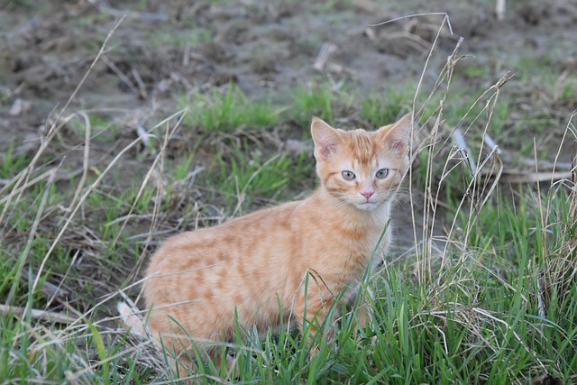Ginger Kittens