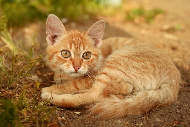 Ginger Kittens
