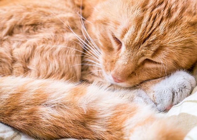 Ginger Kittens