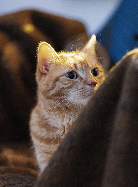 Ginger Kittens