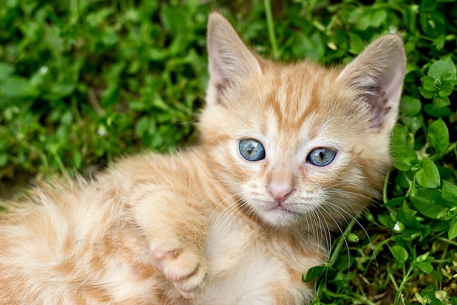 Ginger Kittens