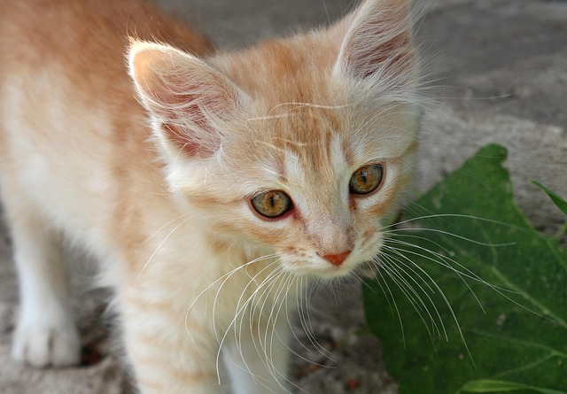 Ginger Kittens