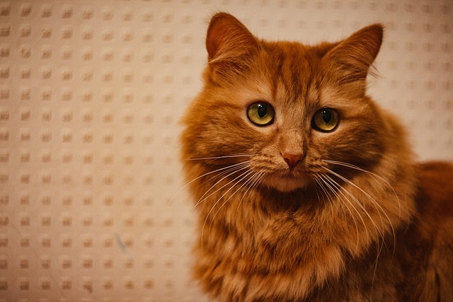 Ginger Kittens
