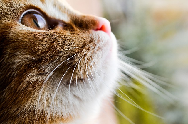 ginger-kittens-640x480-71839762.jpeg