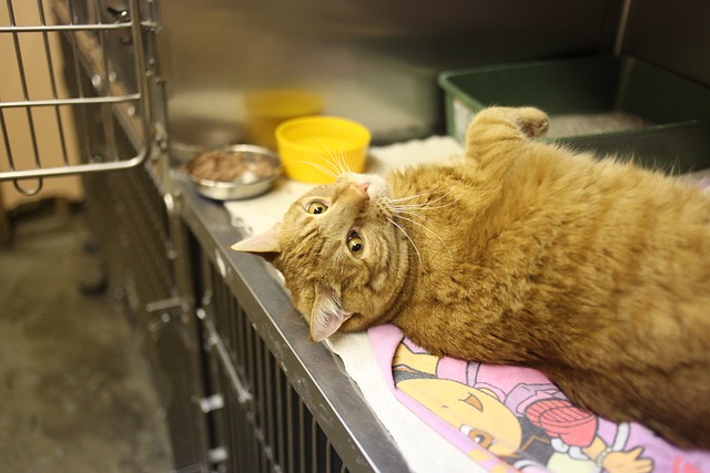 gorgeous-orange-tabby-cats-640x480-36257906.jpeg