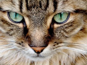 gorgeous-orange-tabby-cats-640x480-41406242.jpeg