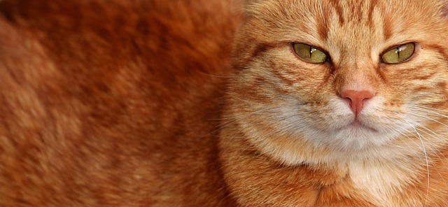 Gorgeous Orange Tabby Cats