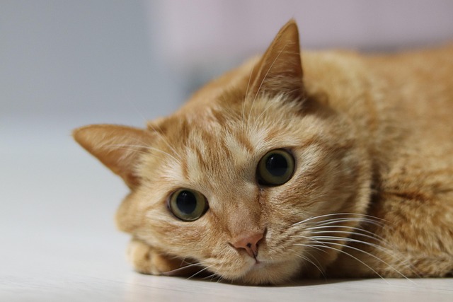 Gorgeous Orange Tabby Cats