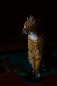 gorgeous-orange-tabby-cats-640x480-64995780.jpeg