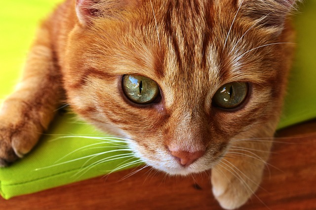 Gorgeous Orange Tabby Cats