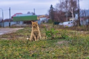 gorgeous-orange-tabby-cats-640x480-67526951.jpeg