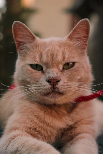Gorgeous Orange Tabby Cats: Embrace Their Allure and Personality