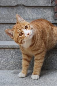 gorgeous-orange-tabby-cats-640x480-82803074.jpeg