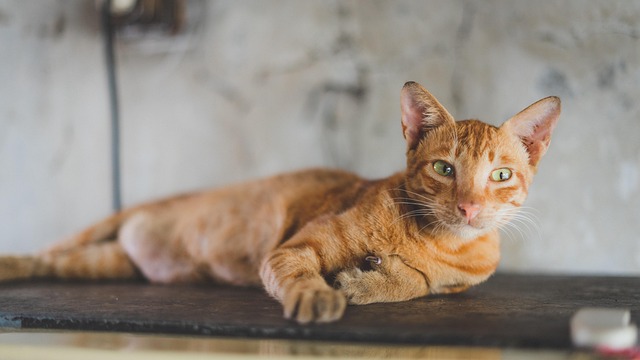Gorgeous Orange Tabby Cats