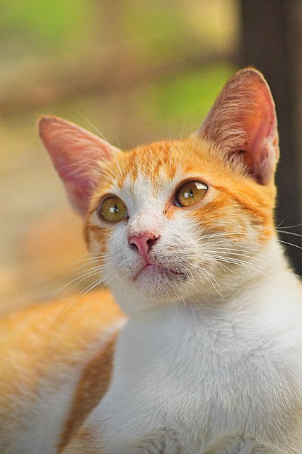 Gorgeous Orange Tabby Cats