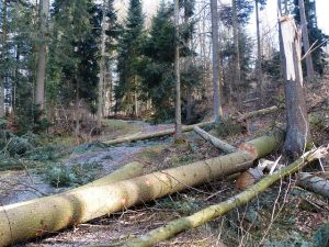 hurricane-damage-injuries-640x480-18902623.jpeg