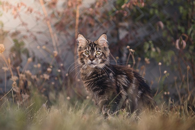marmalade-cats-640x480-11558465.jpeg