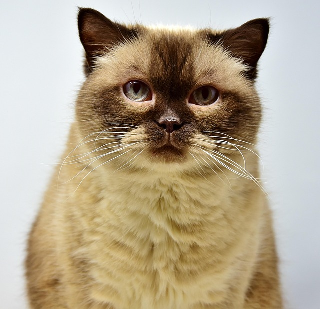 Marmalade Cats