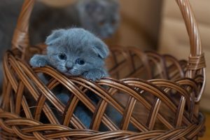 marmalade-cats-640x480-23855653.jpeg