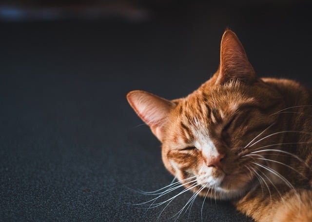 Marmalade Cats