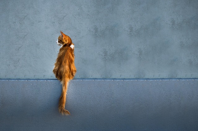 Marmalade Cats