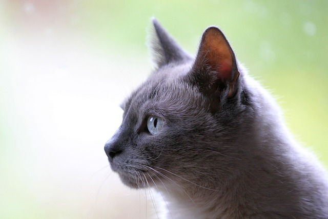 marmalade-cats-640x480-71342953.jpeg