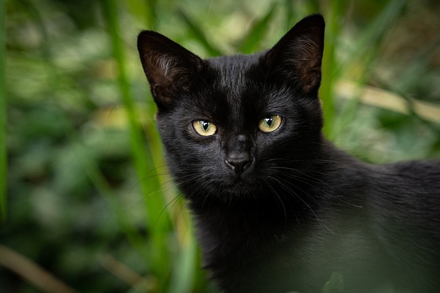 marmalade-cats-640x480-79487671.jpeg