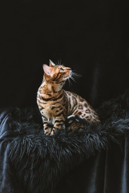 Marmalade Cats