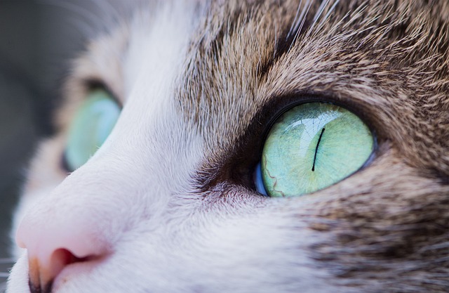 marmalade-cats-640x480-96162908.jpeg