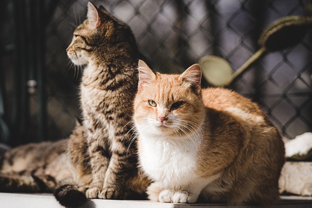 Marmalade Felines