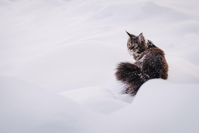 marmalade-felines-640x480-21335200.jpeg