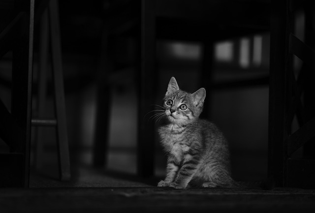 Marmalade Felines