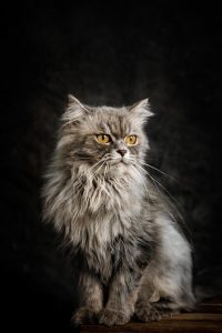 marmalade-felines-640x480-39427733.jpeg