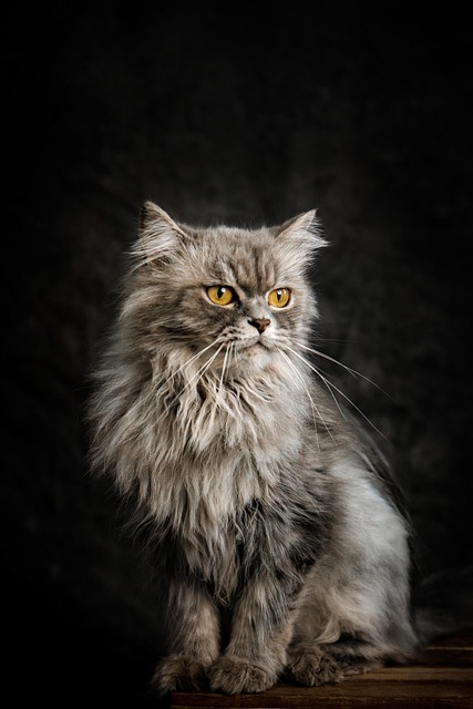 marmalade-felines-640x480-39427733.jpeg