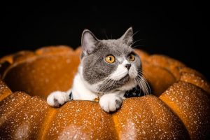 marmalade-felines-640x480-56450887.jpeg