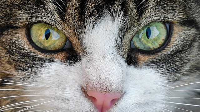 Marmalade Felines