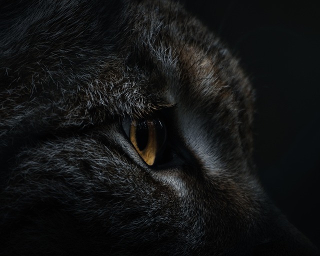marmalade-felines-640x480-64671056.jpeg