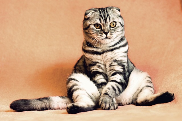 Marmalade Felines